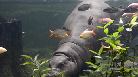 Hippopotamus 🦛 One Of The Tallest Animals