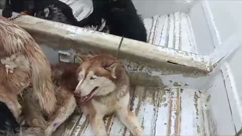 Huskey