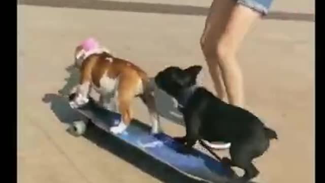 Crazy Dogs Crash on Skateboard