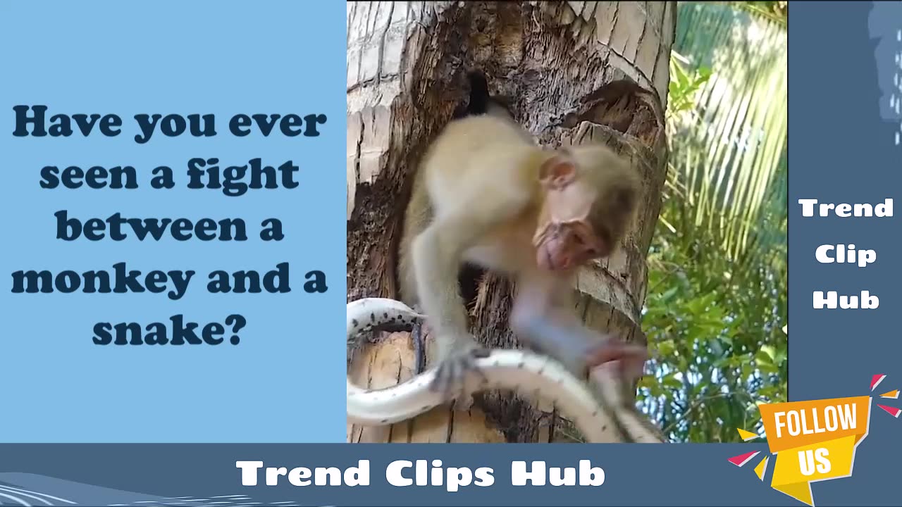 Have you ever seen a fight between a monkey and a snake?