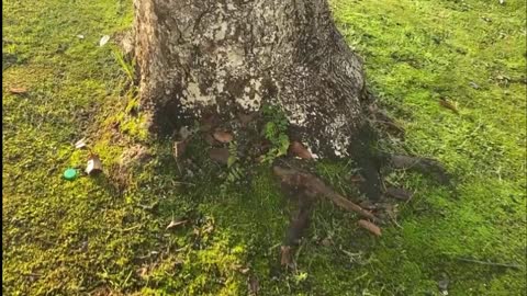 what tree is this