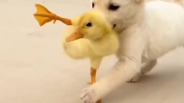 cute dog playing with new born bucks