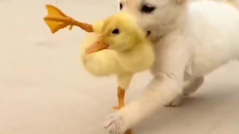 cute dog playing with new born bucks