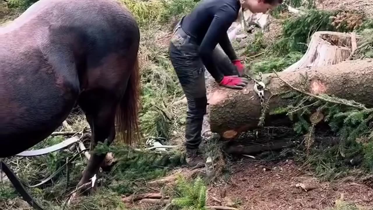 The Funniest Horse Moments