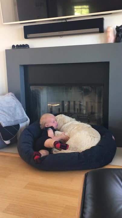 dog cuddles with crying toddler - dog cuddles with crying toddler - 983467