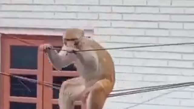 Monkey 🐒 video funny