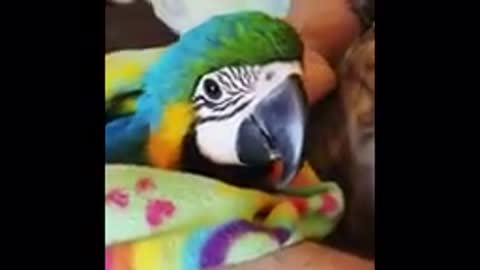 Cute Parrots Videos Compilation cute moment of the animals - Soo Cute! #2
