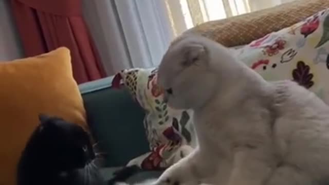 Cute cat fighting