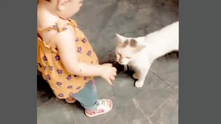 Cat cute video|beby play with cat