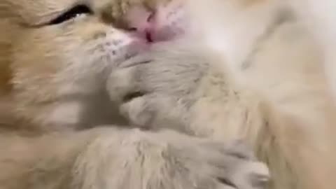 Cat 😺😺 short video