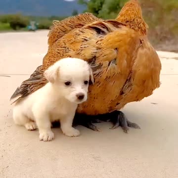 "Unlikely Friends: Puppy and Chicken Share Adorable Moments"