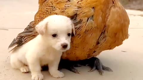 "Unlikely Friends: Puppy and Chicken Share Adorable Moments"