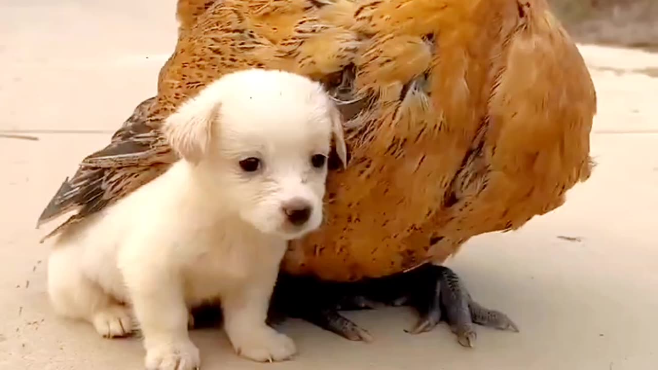 "Unlikely Friends: Puppy and Chicken Share Adorable Moments"