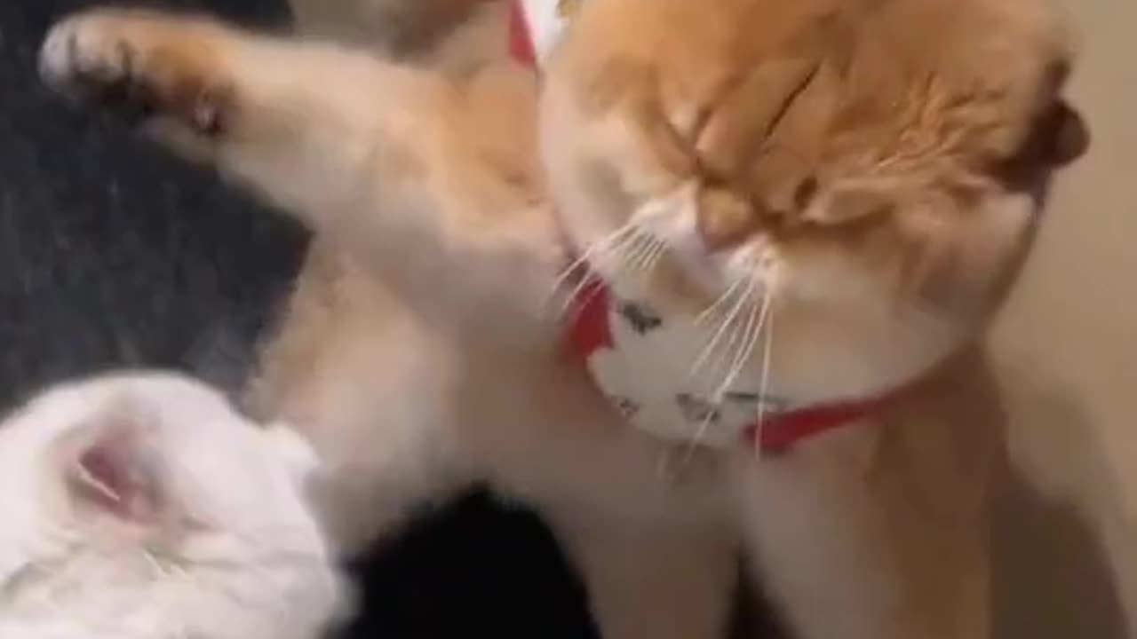 Cat fight