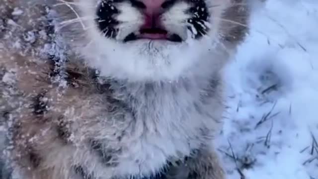 This kitten is a leopard