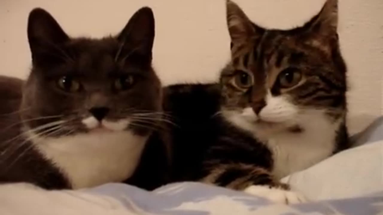 Smart cat talking about the environment