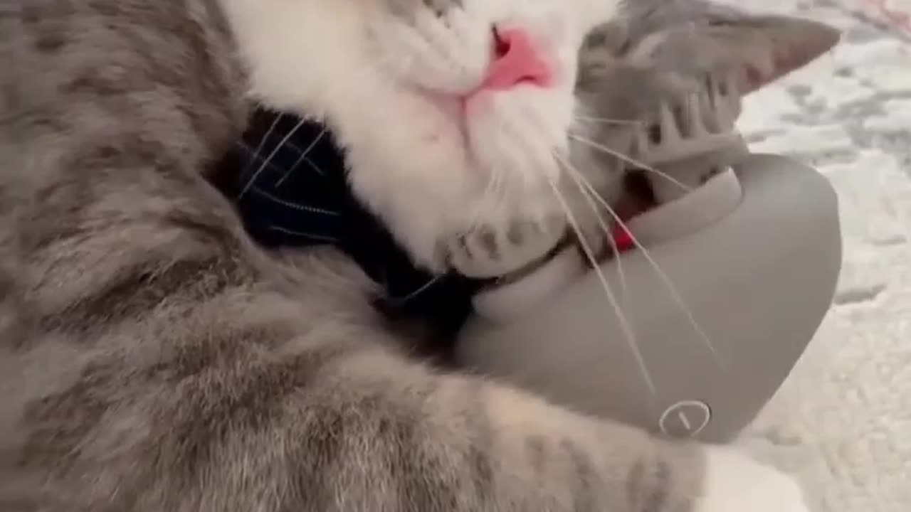 Cat 😺 masage
