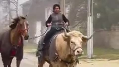Riding a cow that's bigger than the horse