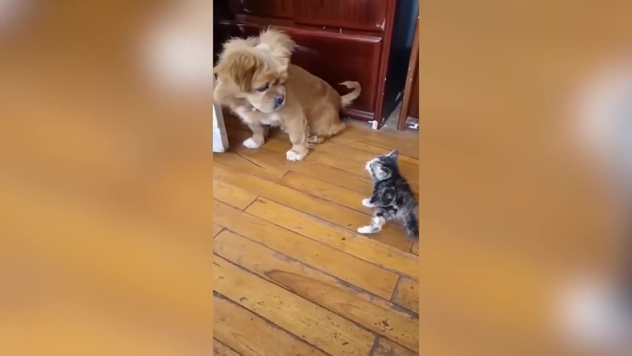 Funny animal video