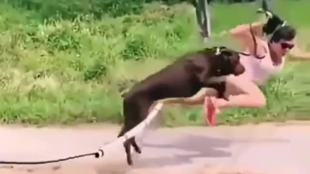 Dog and Owner can't jump off the stick and fly laughing to death