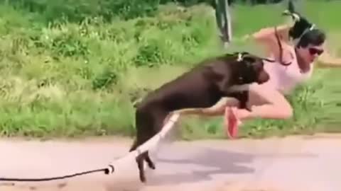 Dog and Owner can't jump off the stick and fly laughing to death