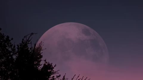 Moon Over Trees