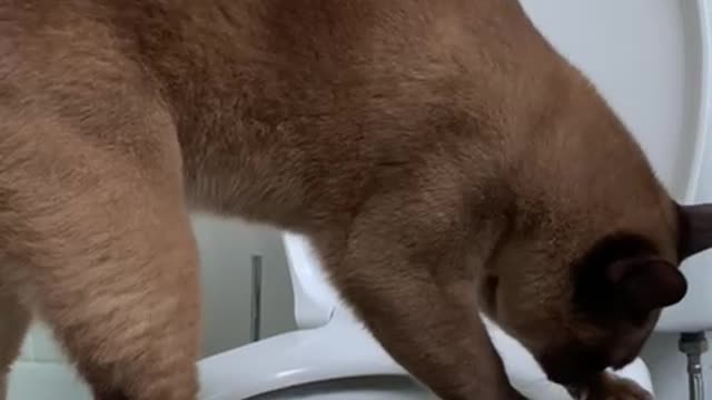 Chocolate Burmese Teaches Himself to Pee in the Toilet