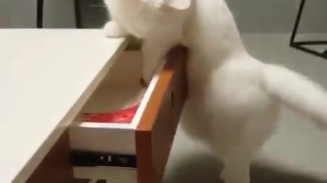 Cute Smart White Cat 🐈