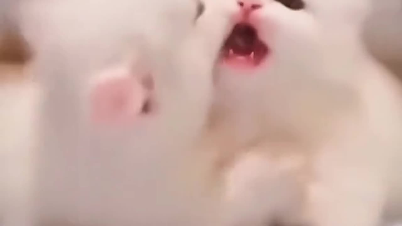 Cute cats clip