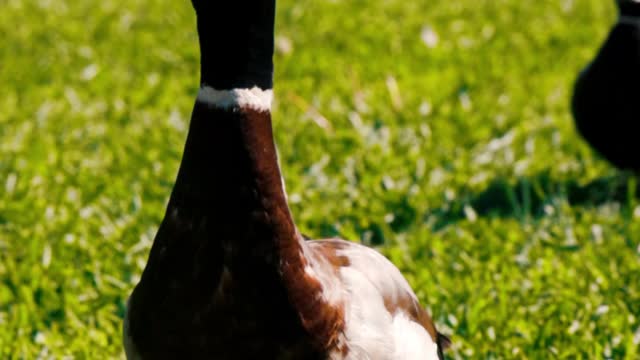 A Duck on the Grass Flapping it's Wings, mandarin duck wallpaper, small duck toy