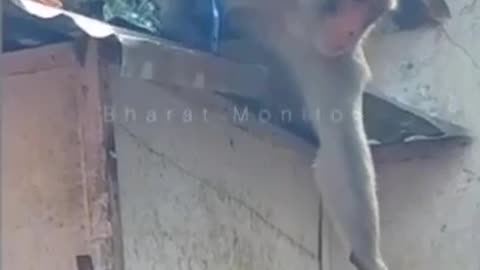 The intelligent monkey