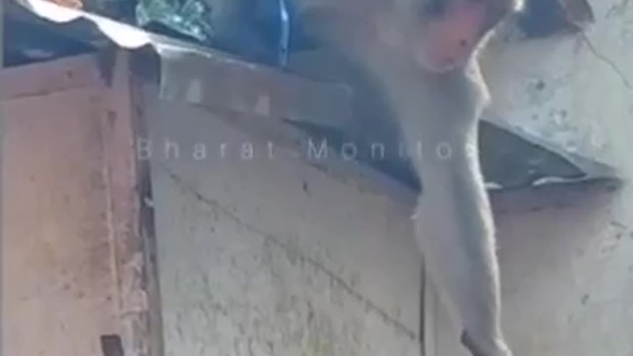 The intelligent monkey