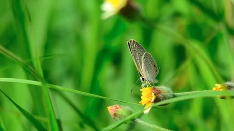 A butterfly that suking nectar from a flower