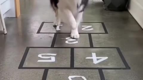 Smart and intelligent Dog Play Video