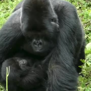 Funny Animal and Nature Videos