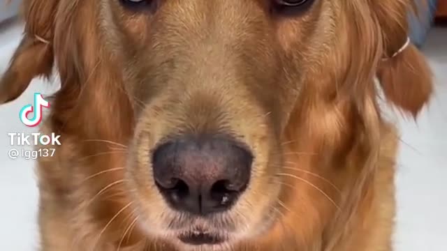 Dog Wants Eyebrows