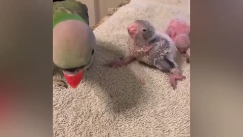 Smart And Funny Parrots Parrot Talking Videos Compilation P1 Super Dogs