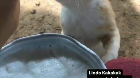 Cat taking original milk