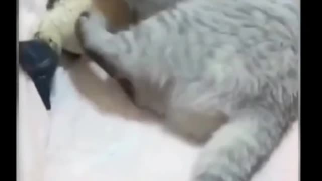 Funny cats and dogs!