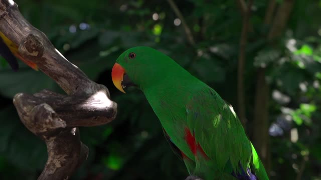 Close Up Shot of a Parrot on the Tree