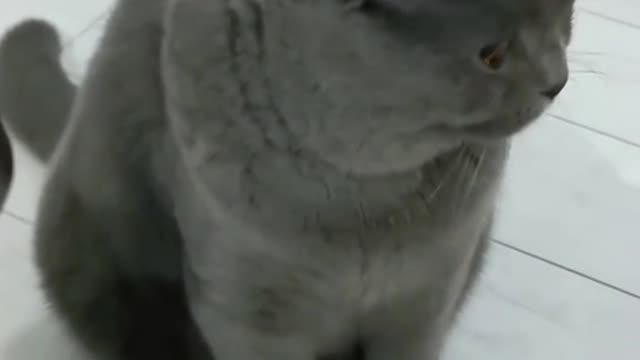 🐈⬛ Are you finished yet