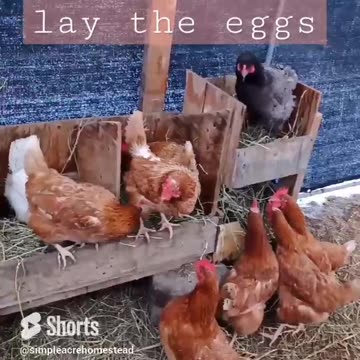 They are eggcited to get to work. #homesteading #egg #chickencoop #egglaying