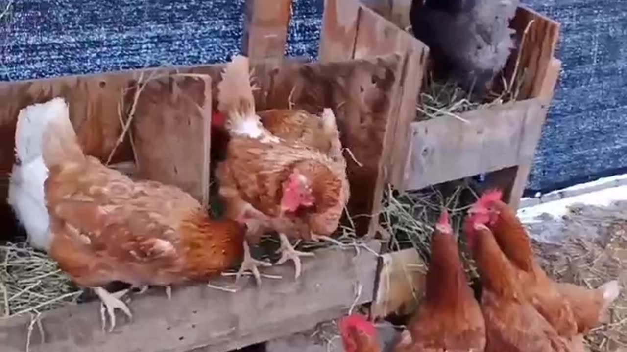 They are eggcited to get to work. #homesteading #egg #chickencoop #egglaying