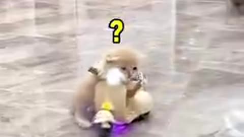 Funny cat