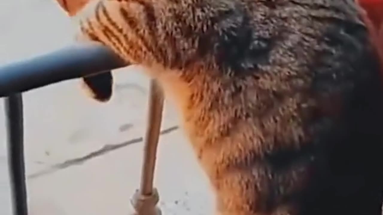 Cat 🐈 funny video