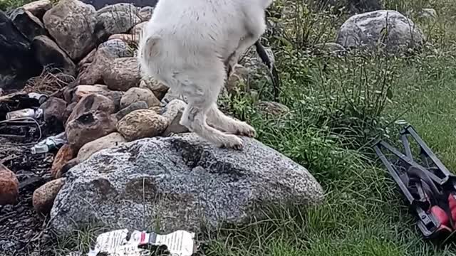 Goats at play