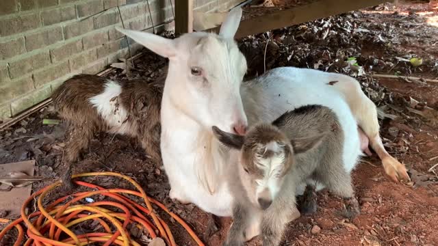 baby goats with their mother🥰