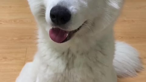 I don't think you've ever seen that lovely Samoyed