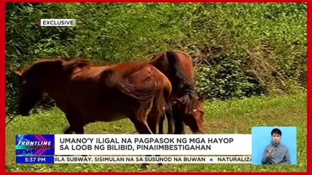 Mga kabayo, panabongna manok, sawa,nadiskubre sa Bilibid compound