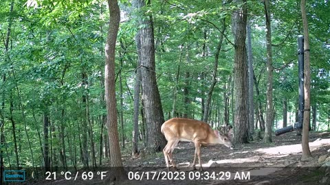 The Woods – 06/18/2023